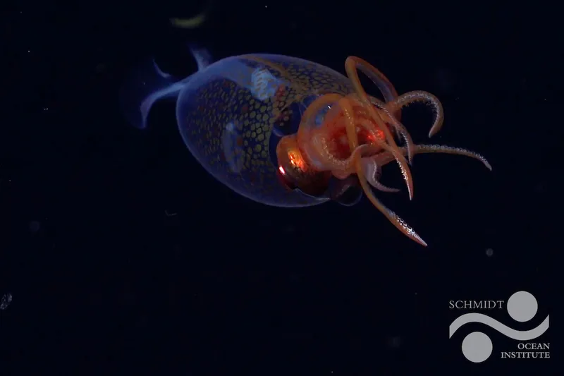 tiny glass quid so beautiful in the deep sea