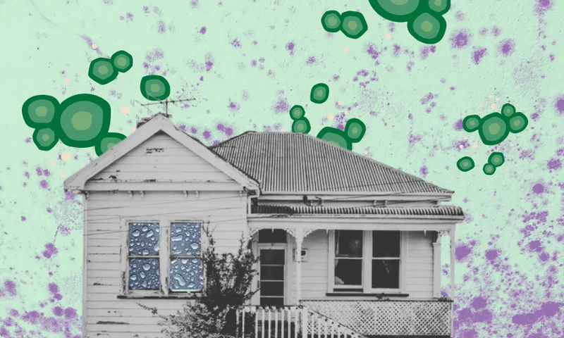 A rundown house with white weatherboard is pictured on a background of mould. There are illustrated mould spores surrounding it. It feels gray, cold and uninviting.