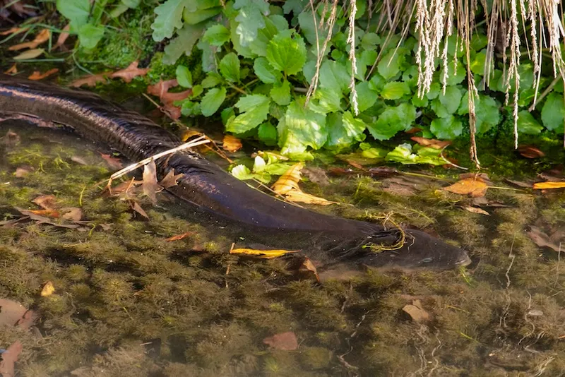 a dark tuna slides its hefty body through a green creek beside some heart shaped pond plants