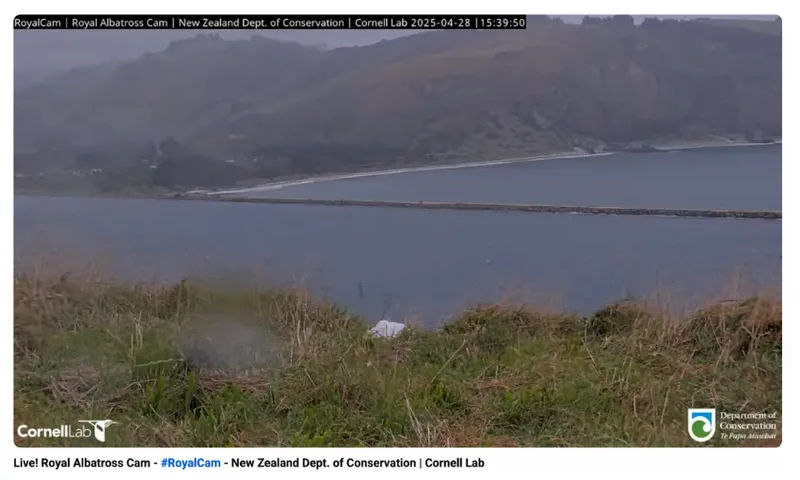 A screenshot showing land and see with mountains beyond and a single albatross chick in the centre, in the grass.