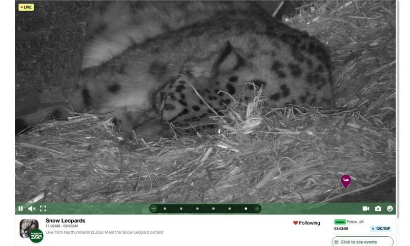 A close up of a snow leopard asleep on some straw.