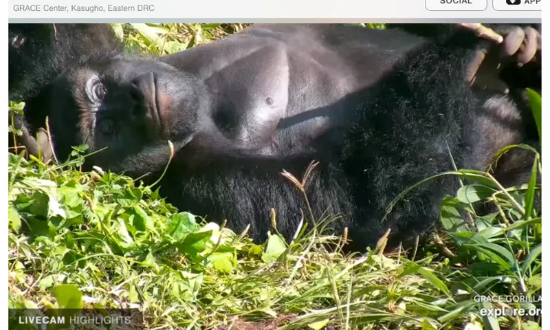 A gorilla lying on its back in the grass.