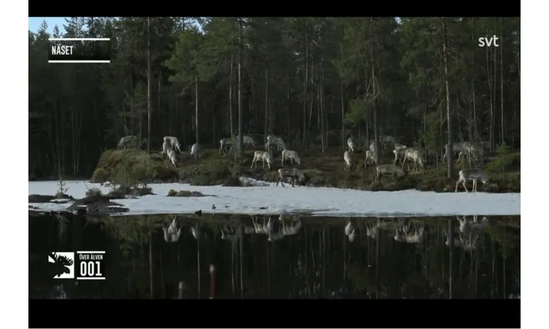 A screenshoot taken of a video of a herd of moose standing between forest and river.