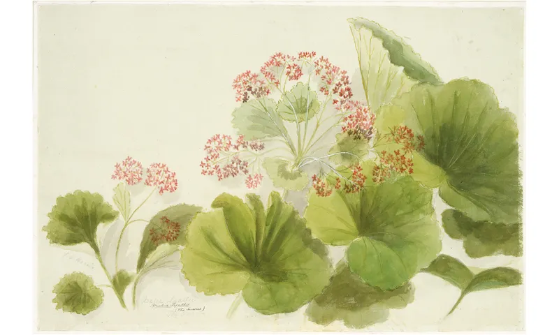 A botanical painting of a native Aotearoa plant known as Snares.