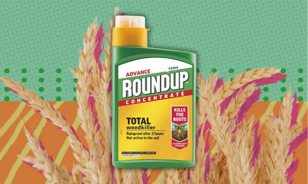 heads of wheat on a green and orange background with slightly unsettling green dots and a picture of a bottle of roundup weed killer overlaid on top