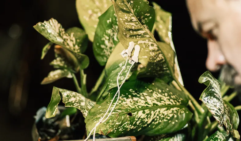 A leaf with wires clipped on