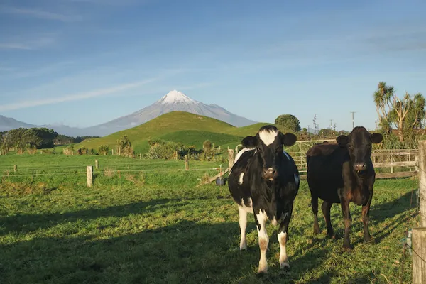 black and white friesan cows in a sunny field in front of a conical mountain with a little white snowcap
