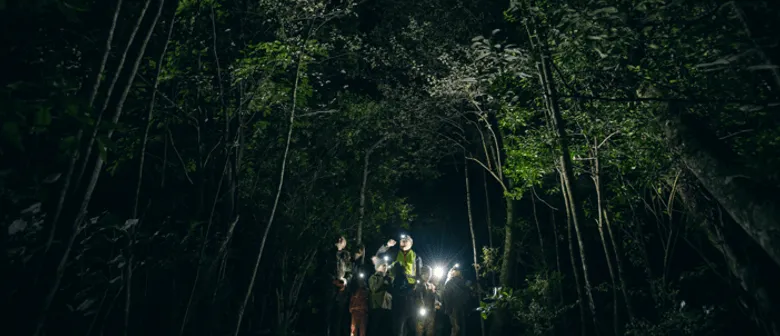 people in the bush at night with torches