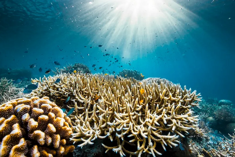 An underwater scene of coral and fish and blue sea
