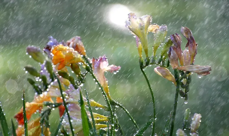 dampflowers.png