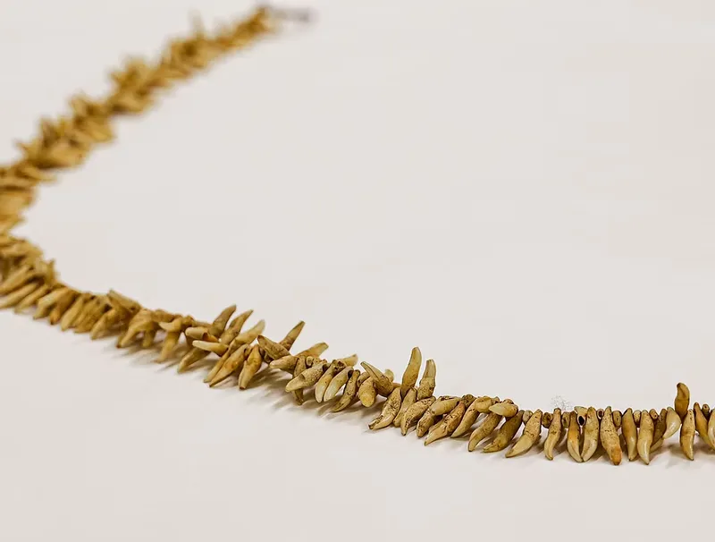 very old necklance made of some sort of animal tooth