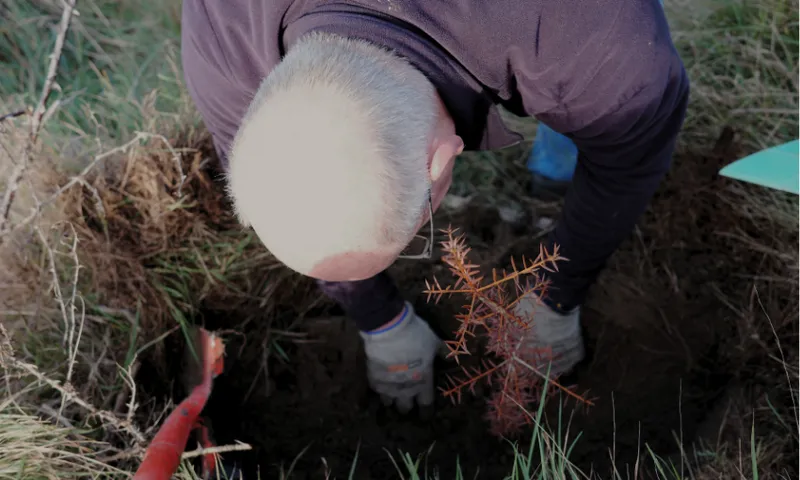 a bald white mand bending as he places a tree into the earth