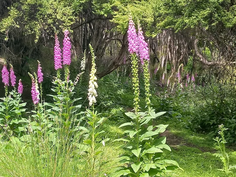 pink foxgloves with bushy kānuka behind them