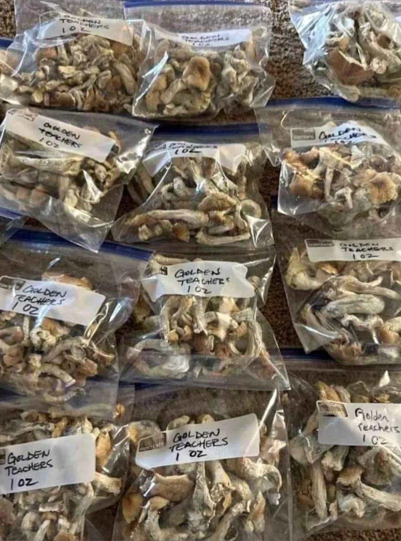 Plastic zip-lock bags filled with mushrooms, labelled golden teacher aka psilocybe cubensis mushrooms