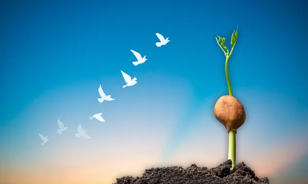 A small seedling sprouting from soil under a clear blue sky, with silhouettes of white birds flying upward in the background.