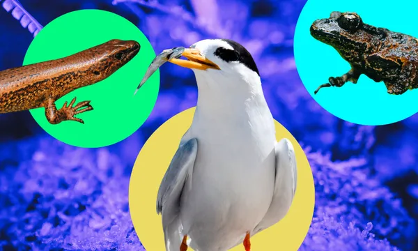 A white bird holding a fish in its beak is centered on a yellow circle, with a lizard on a green circle to the left and a frog on a blue circle to the right, all against a purple background.
