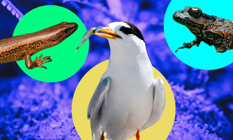 A white bird holding a fish in its beak is centered on a yellow circle, with a lizard on a green circle to the left and a frog on a blue circle to the right, all against a purple background.