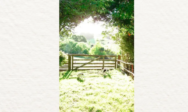 A photograph of a beautiful bright summery day showing grass, and a wooden fence and gate with trees hanging over. Two dogs are playing in the middle of the frame.