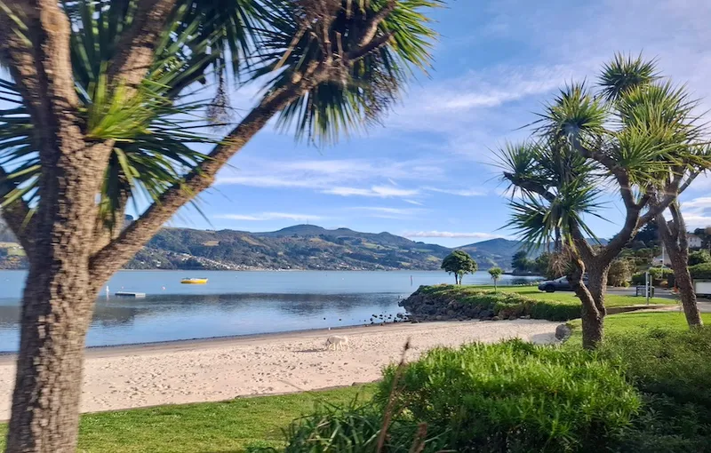 The golden sandy beach at Macandrew Bay