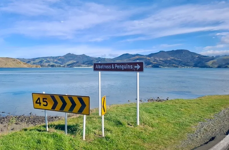 A road sign advising 45kmh and a road sign reading "albatrosses and penguins" with the sea and hills behind