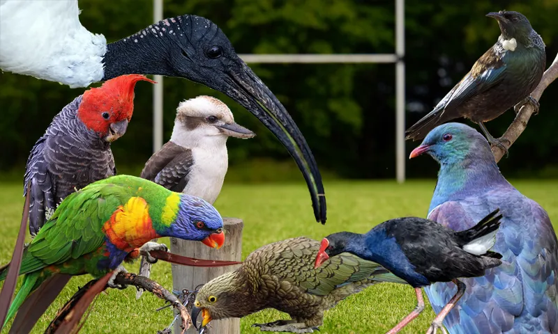 Australian birds vs New Zealand birds on a rugby pitch