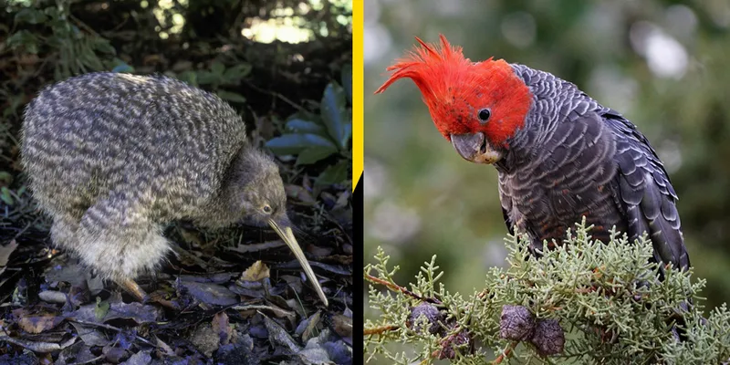 Kiwi and gang-gang cockatoo