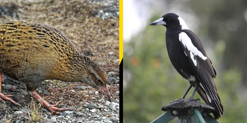 Weka and magpie