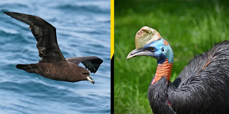 Tāiko and cassowary
