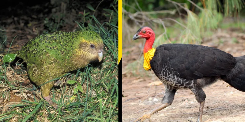 Kākāpō and Australian brushturkey