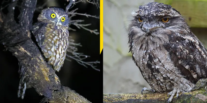 Ruru and tawny frogmouth