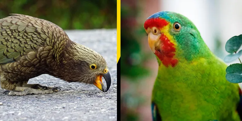 Kea vs swift parrot