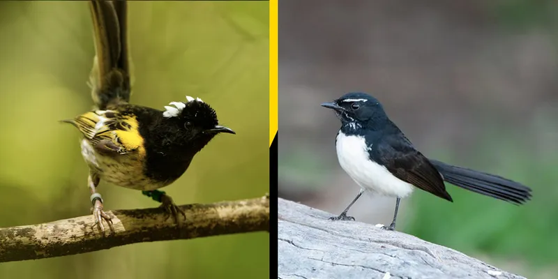 Hihi and Willy Wagtail