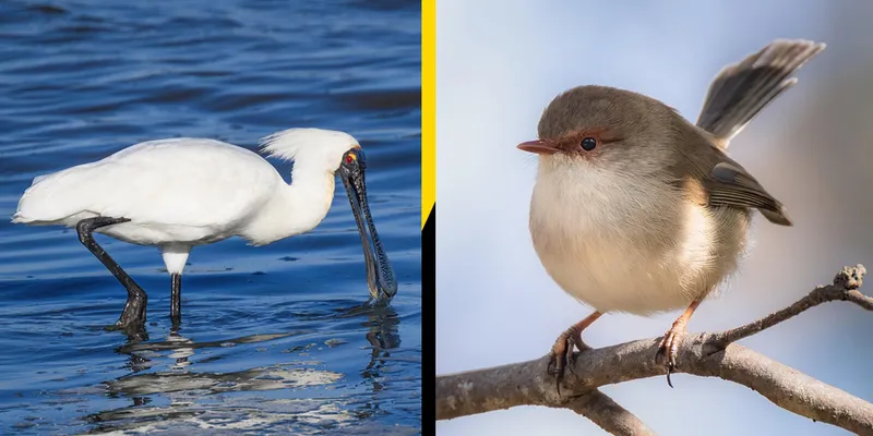 Kōtuku ngutupapa vs superb fairywren
