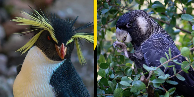 Tawaki piki toka vs Carnaby's black cockatoo