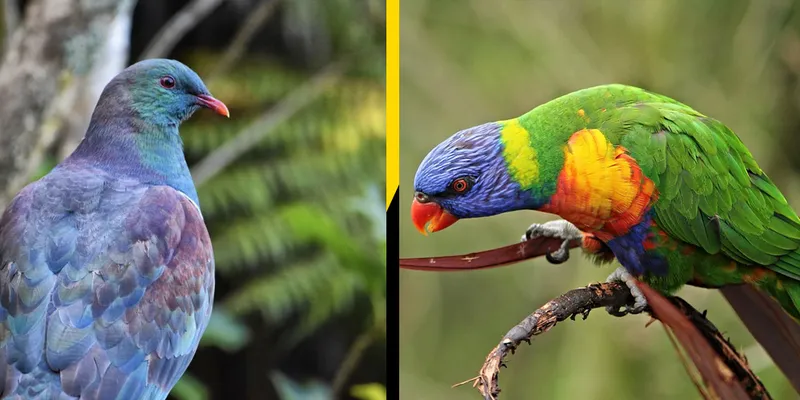 Kererū and rainbow lorikeet
