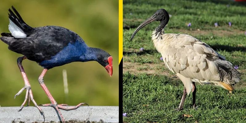Pūkeko Australian white ibis