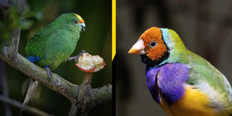 Kākāriki karaka and Gouldian finch