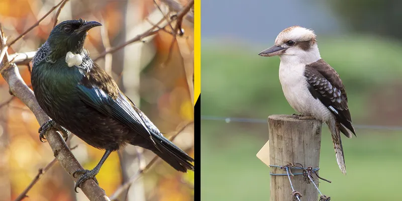 Tūī and laughing kookaburra