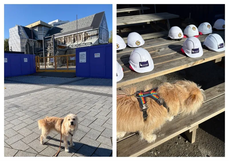 On the left, a blonde terrier in front of the cathedral. On the right, a terrier inspecting the hard hats