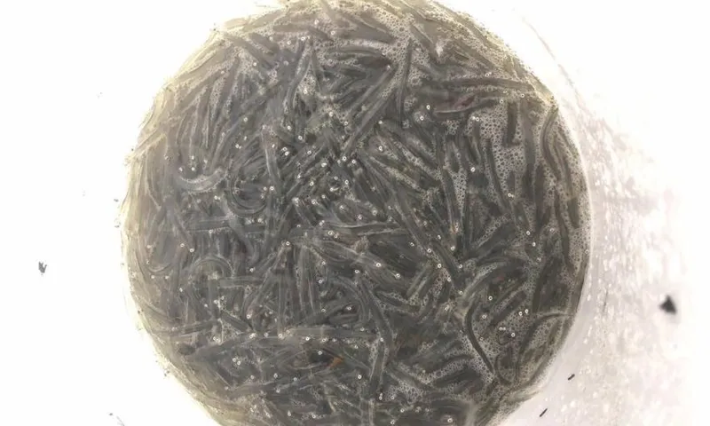 Whitebait in a bucket.