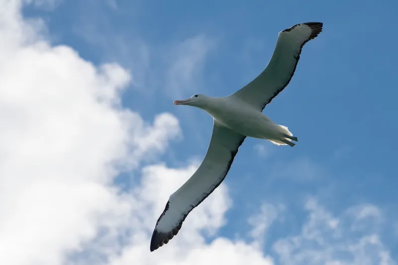 A northern royal albatross flies against a blue sky, its wings outstretched