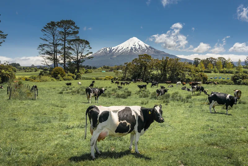 Dairy cows and mount Taranaki, New Zealand.