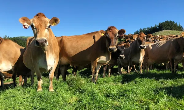 brown jersey cows with a blue sky