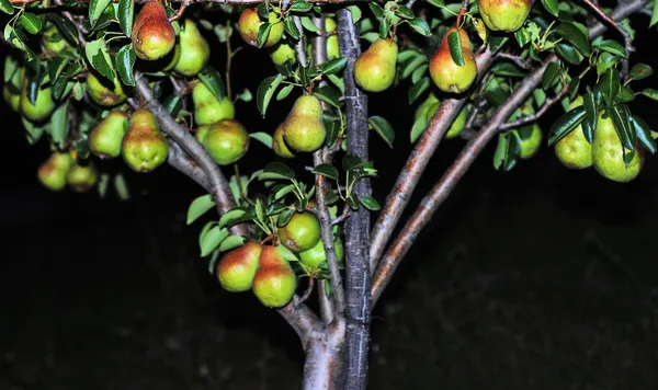 pear-tree-at-night.jpg