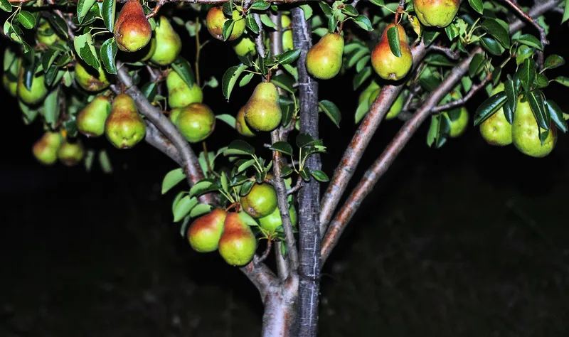 pear-tree-at-night.jpg