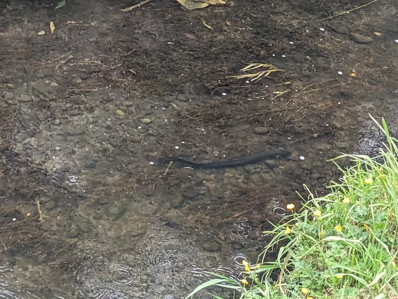 a glossy and magnificent black tuna (eel) just chillind with some pebbles beneath it and clear water running above