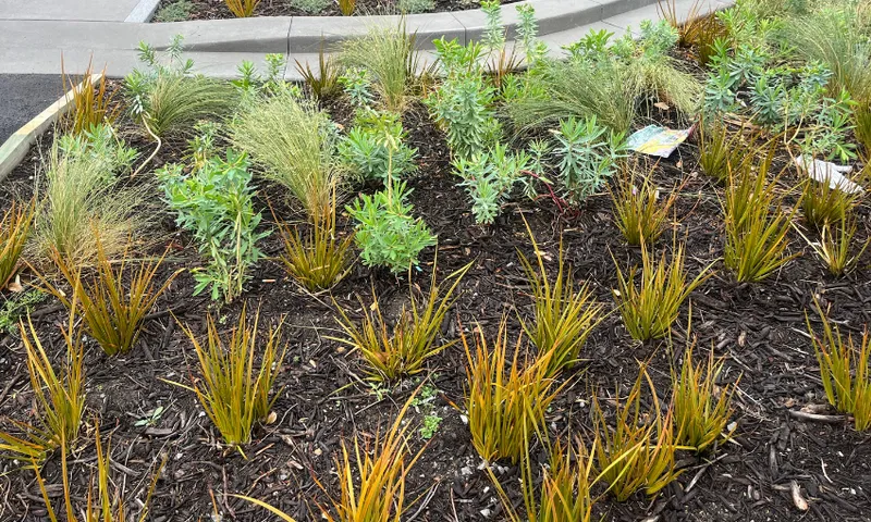 A small garden on the curb of the golden mile, planted with native bush.