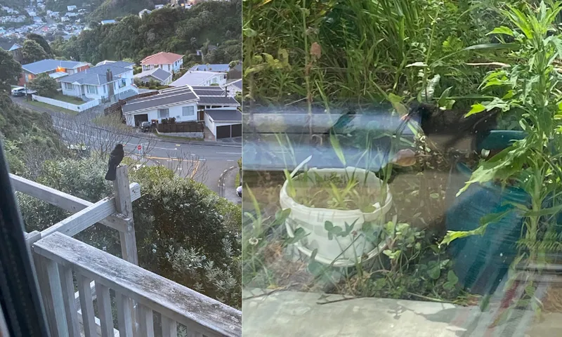 Two photographs side by side, each showing a blackbird outside.