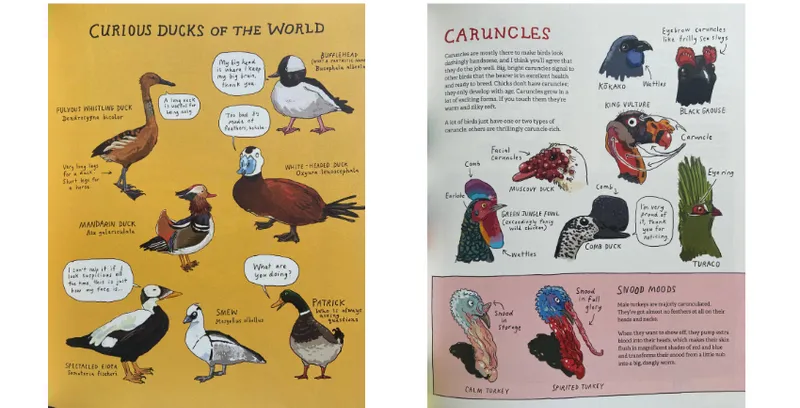 Two photographs of the inside pages of the book Omnibird. One page shows various illustrations of ducks and the other shows illustrations of caruncles.