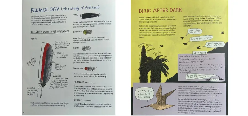 Photographs of two of the inside pages of Omnibird. One page is about feathers and the other about birds after dark.